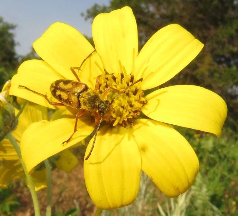 صورة Typocerus octonotatus (Haldeman 1847)