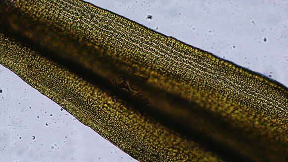 Image of racomitrium moss