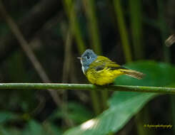 Image of Canary-flycatcher