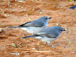 Image of <i>Fraseria <i>caerulescens</i></i> caerulescens