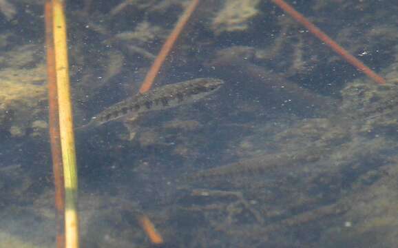 Image of Mediterranean Killifish