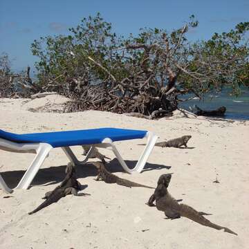 Image of Cayman Islands Ground Iguana