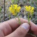 Image of foothill bladderpod