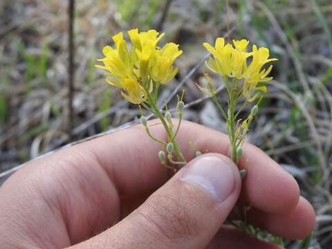 Image of foothill bladderpod