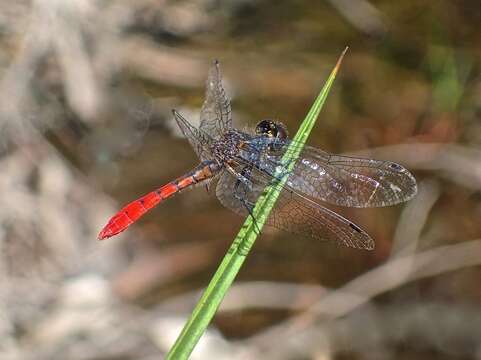 Image of Eastern Pygmyfly