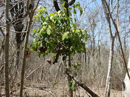 Image of Cynophalla verrucosa (Jacq.) J. Presl