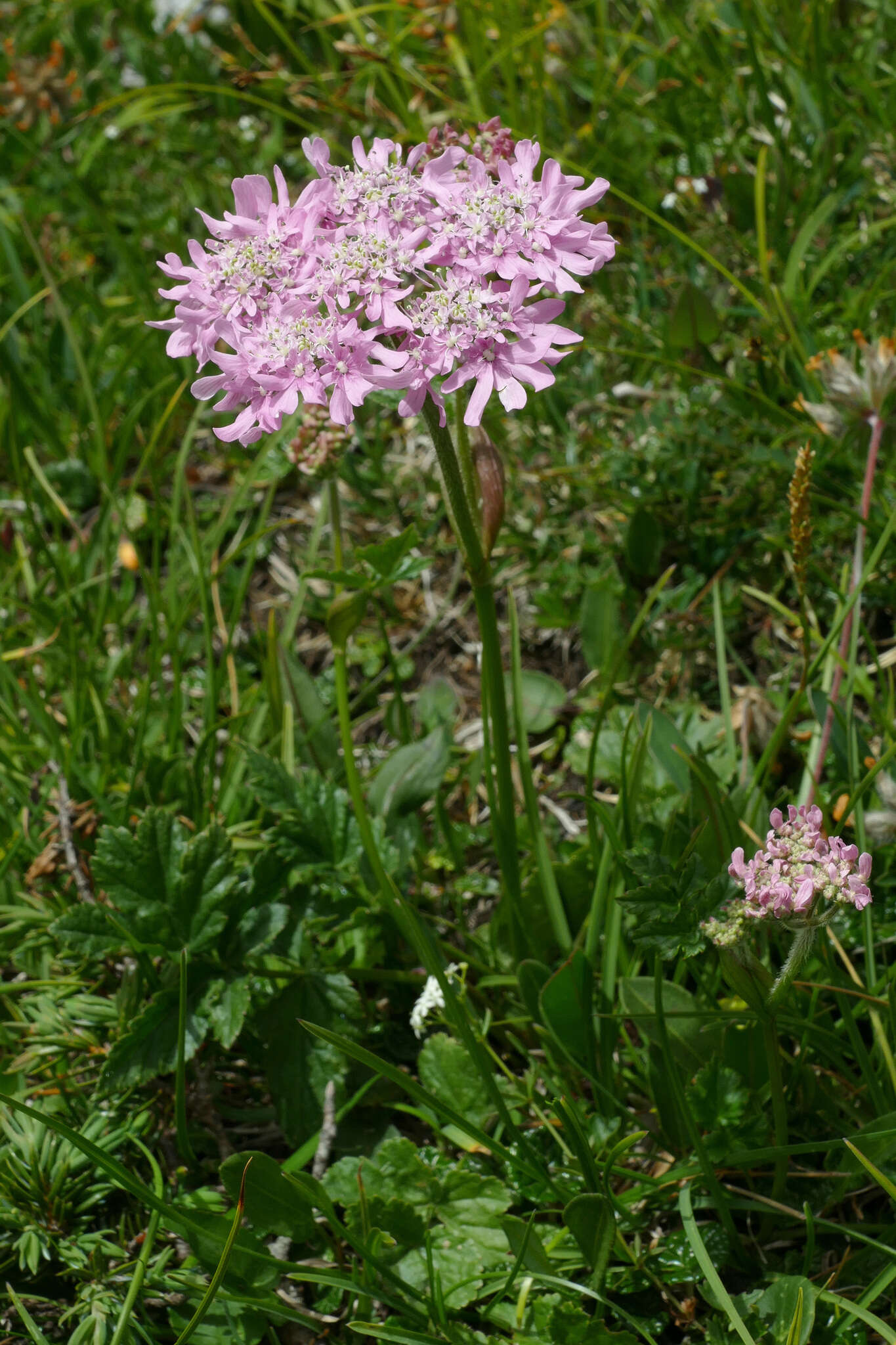 Image of Heracleum austriacum subsp. siifolium (Scop.) Nyman