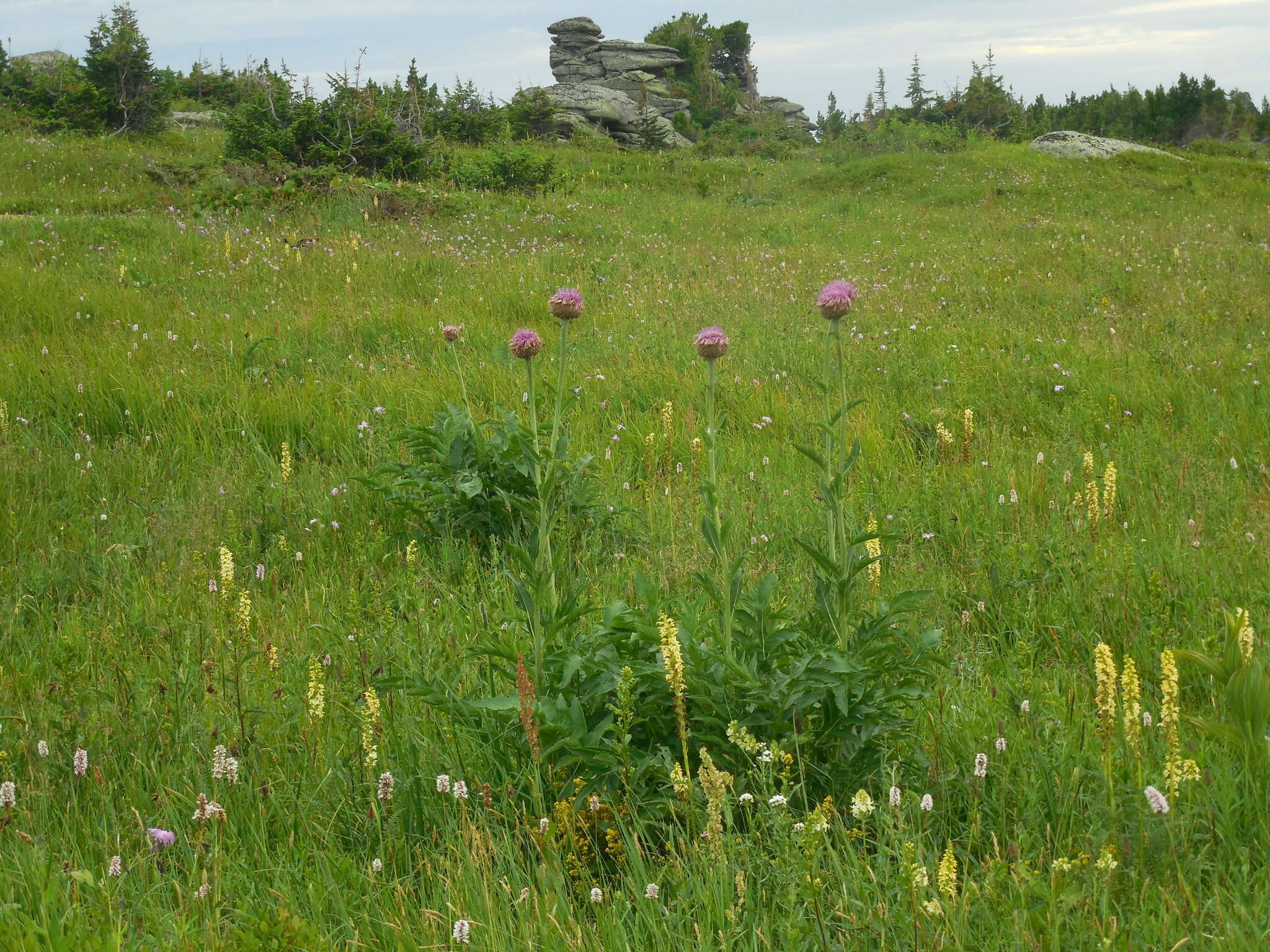 Image of Rhaponticum carthamoides subsp. carthamoides