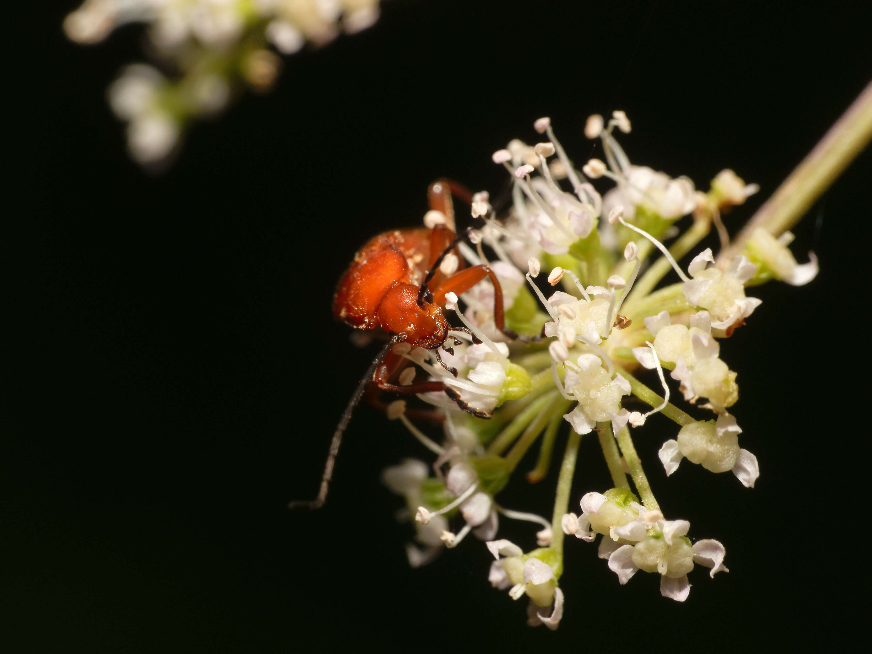 Image of Rhagonycha fulva