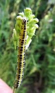 Plancia ëd Linaria vulgaris Mill.