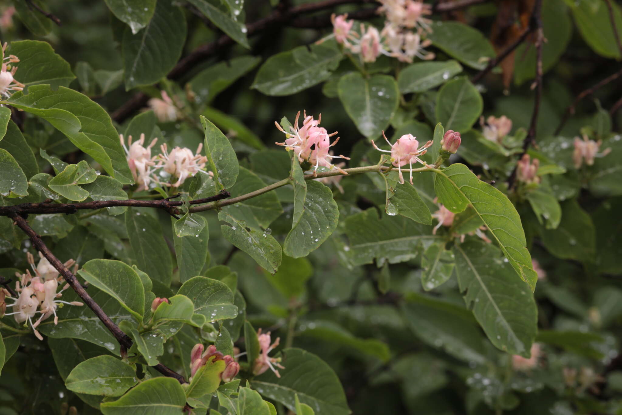 Image de Lonicera caucasica subsp. orientalis (Lam.) Chamberlain & Long