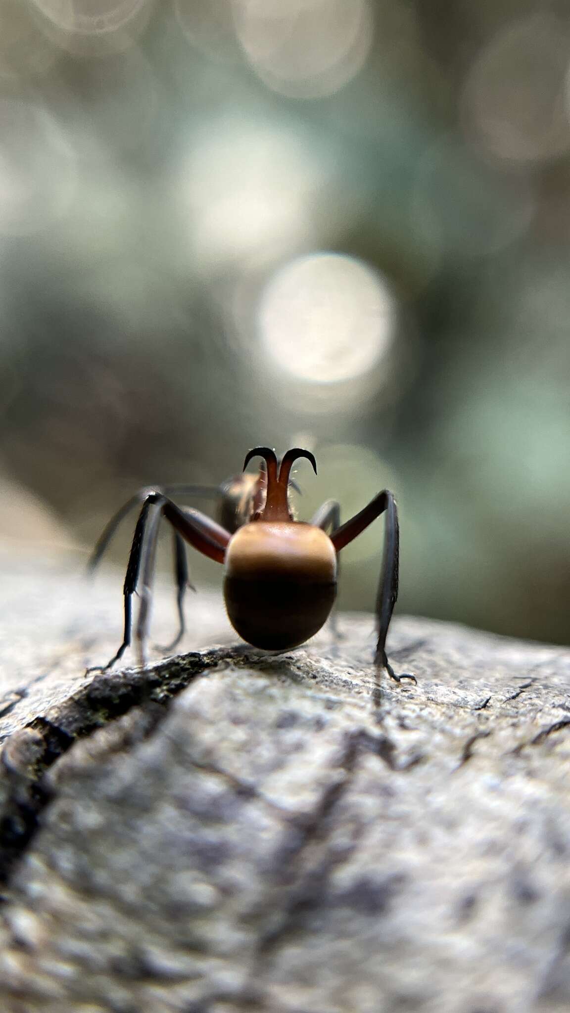 Image de Polyrhachis bihamata (Drury 1773)