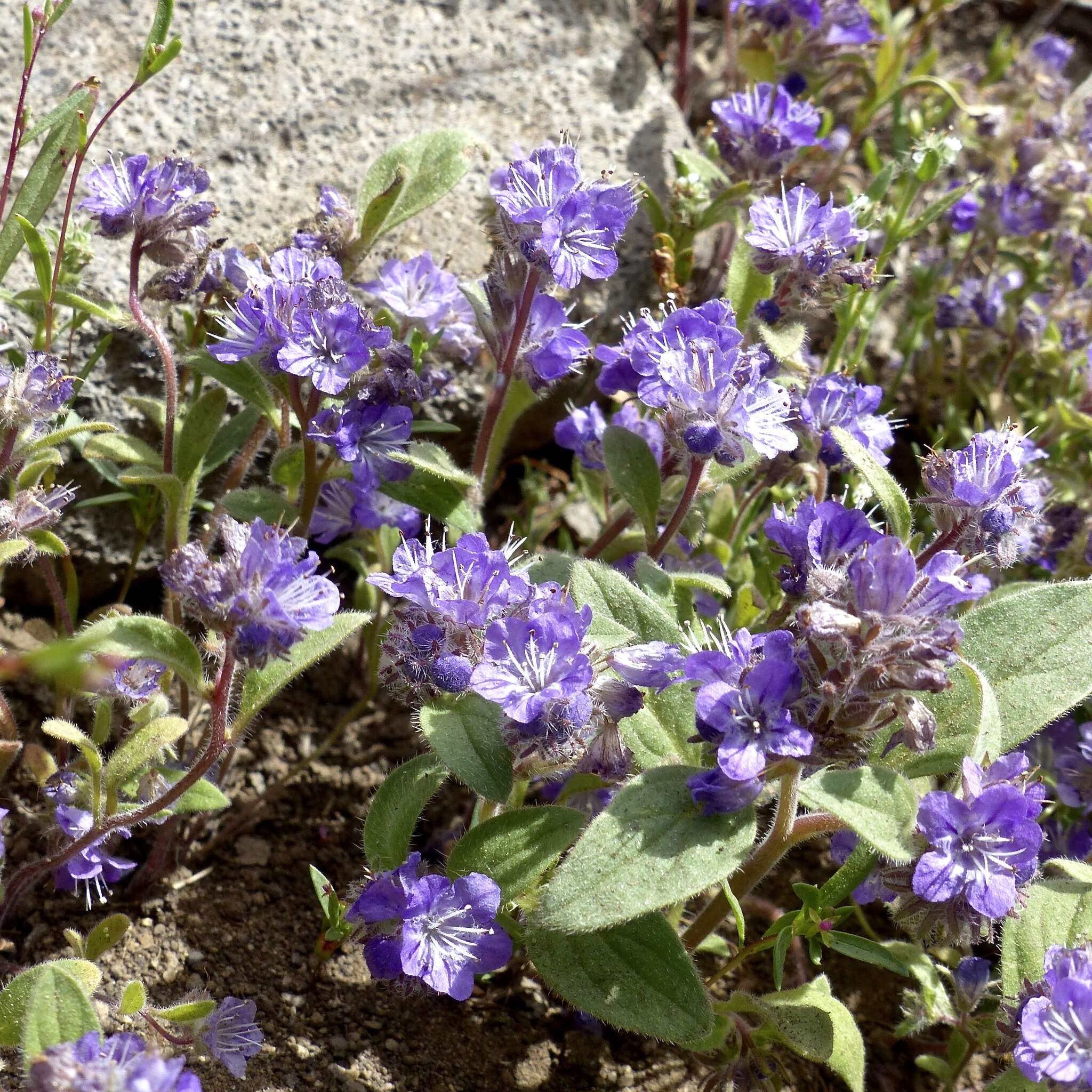 Image of low phacelia