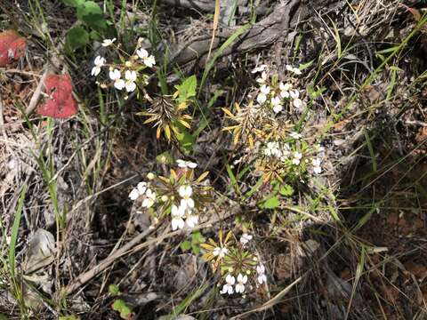 Image of Stylidium rhynchocarpum Sond.