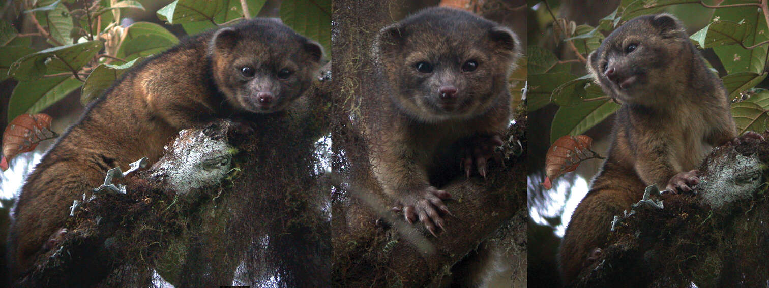 Image of Olinguito