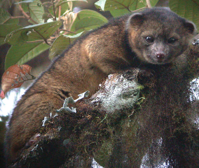 Image of Olinguito