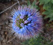 Imagem de Echium candicans L. fil.