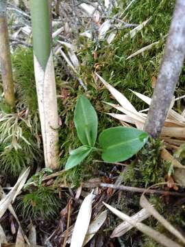 Plancia ëd Platanthera brevicalcarata Hayata