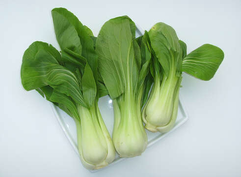 Image of pak choi