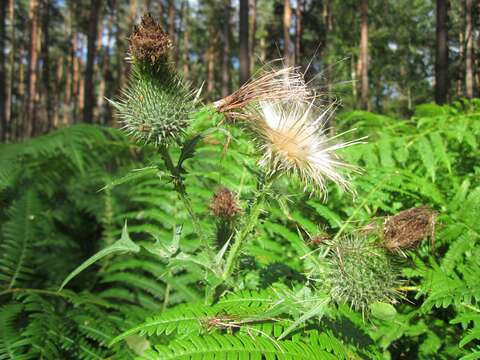 Image of Bracken