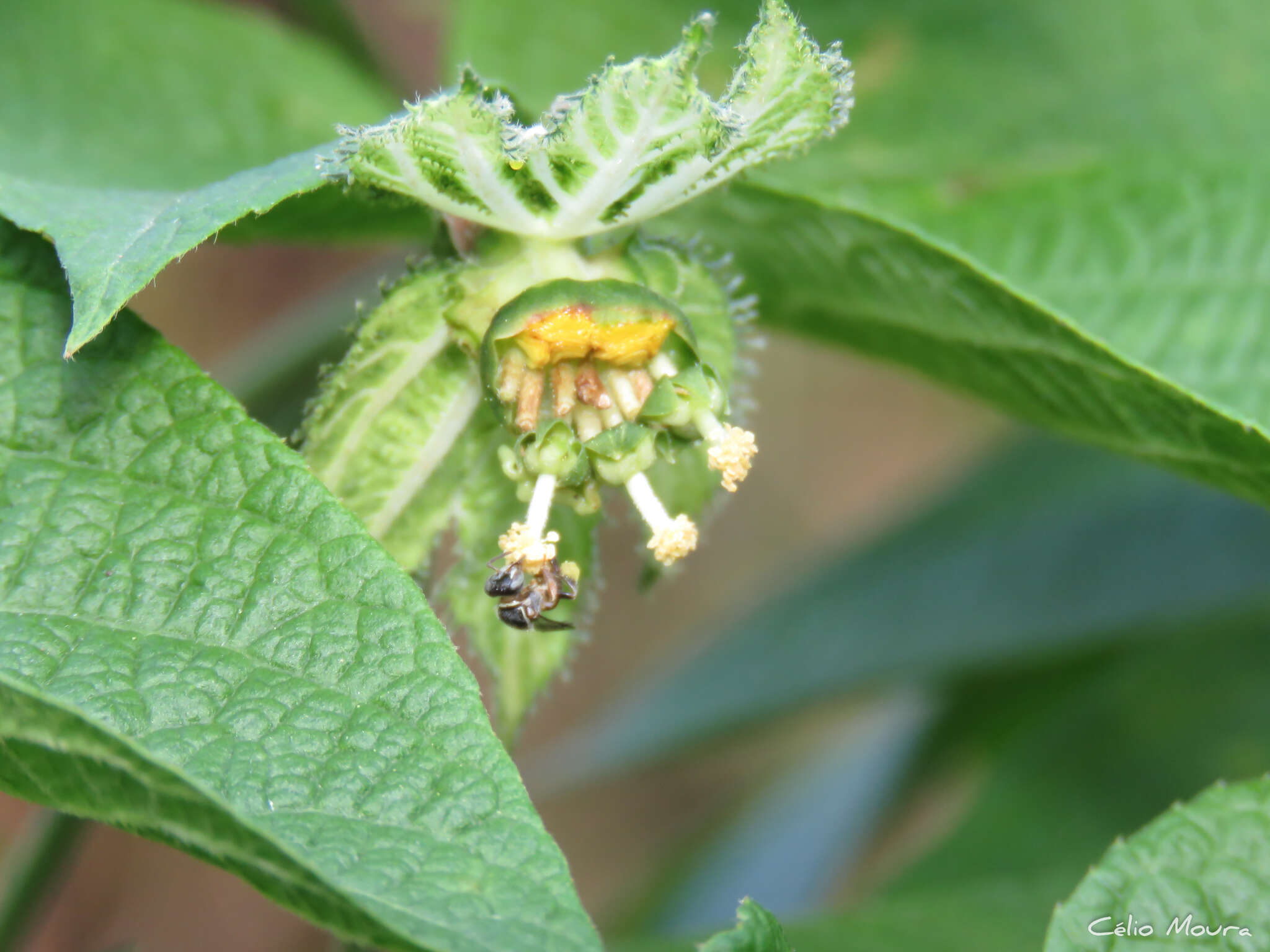 Plancia ëd Dalechampia pernambucensis Baill.