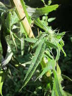 Image of Spear Thistle