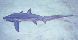 Image of Bigeye Thresher Shark