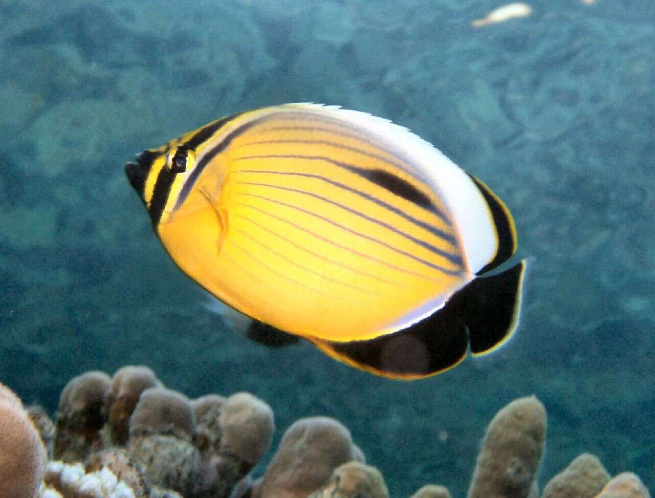 Image of Blacktail Butterflyfish