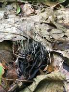 Image of Xylaria magnoliae J. D. Rogers 1979