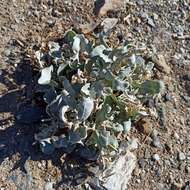 Image of Atriplex barclayana subsp. lurida (Brandegee) Hall & Clem.