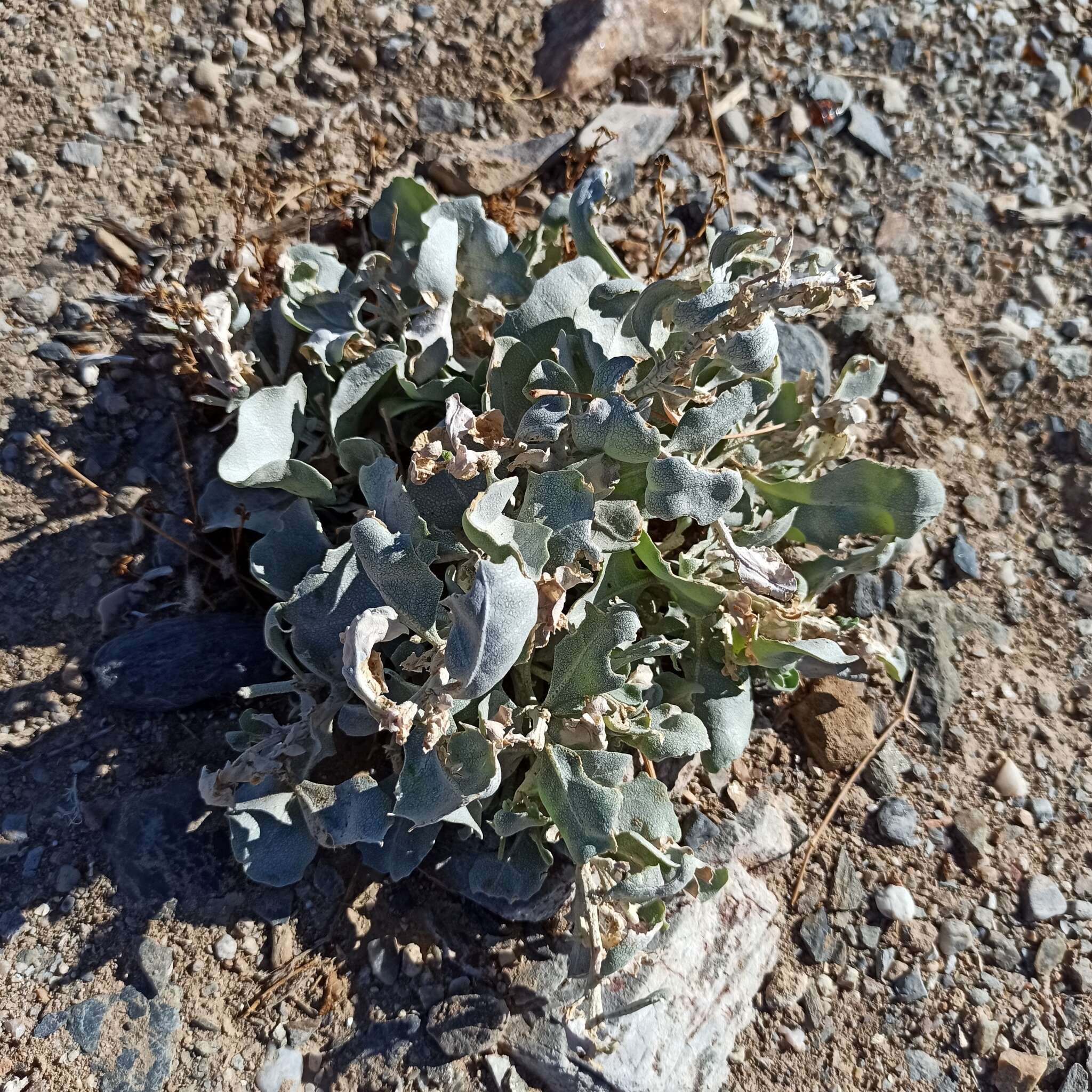 Imagem de Atriplex barclayana subsp. lurida (Brandegee) Hall & Clem.