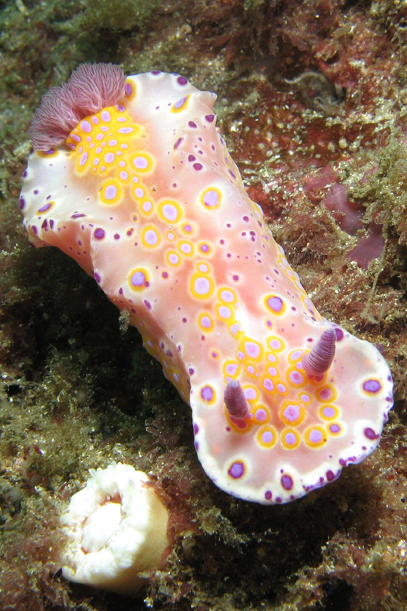 Image of Ceratosoma A. Adams & Reeve 1850