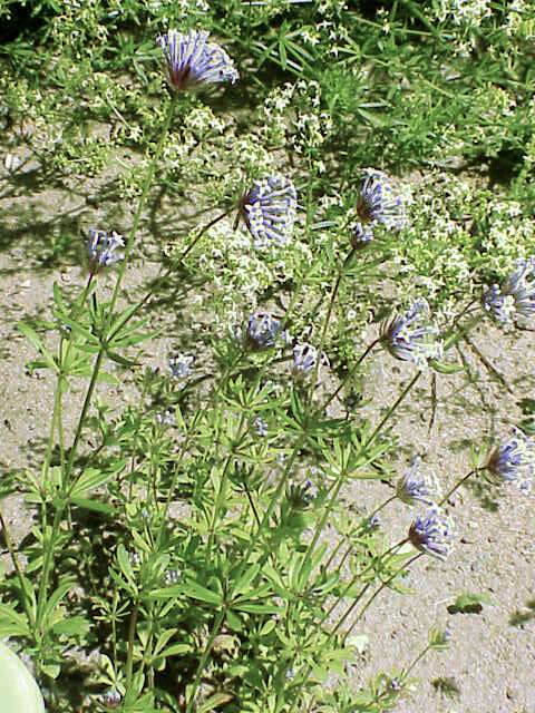 Image de Asperula arvensis L.