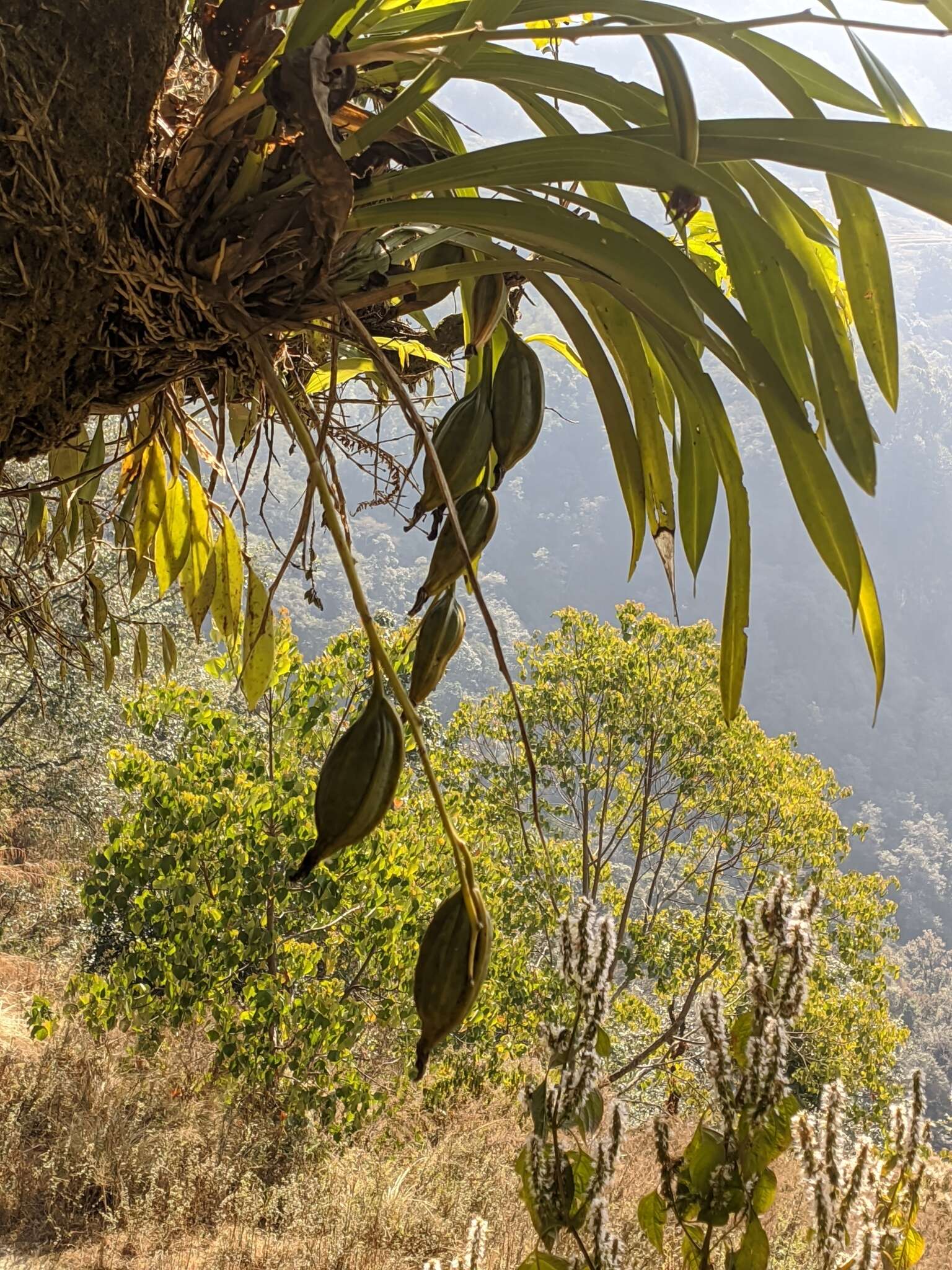 长叶兰的圖片