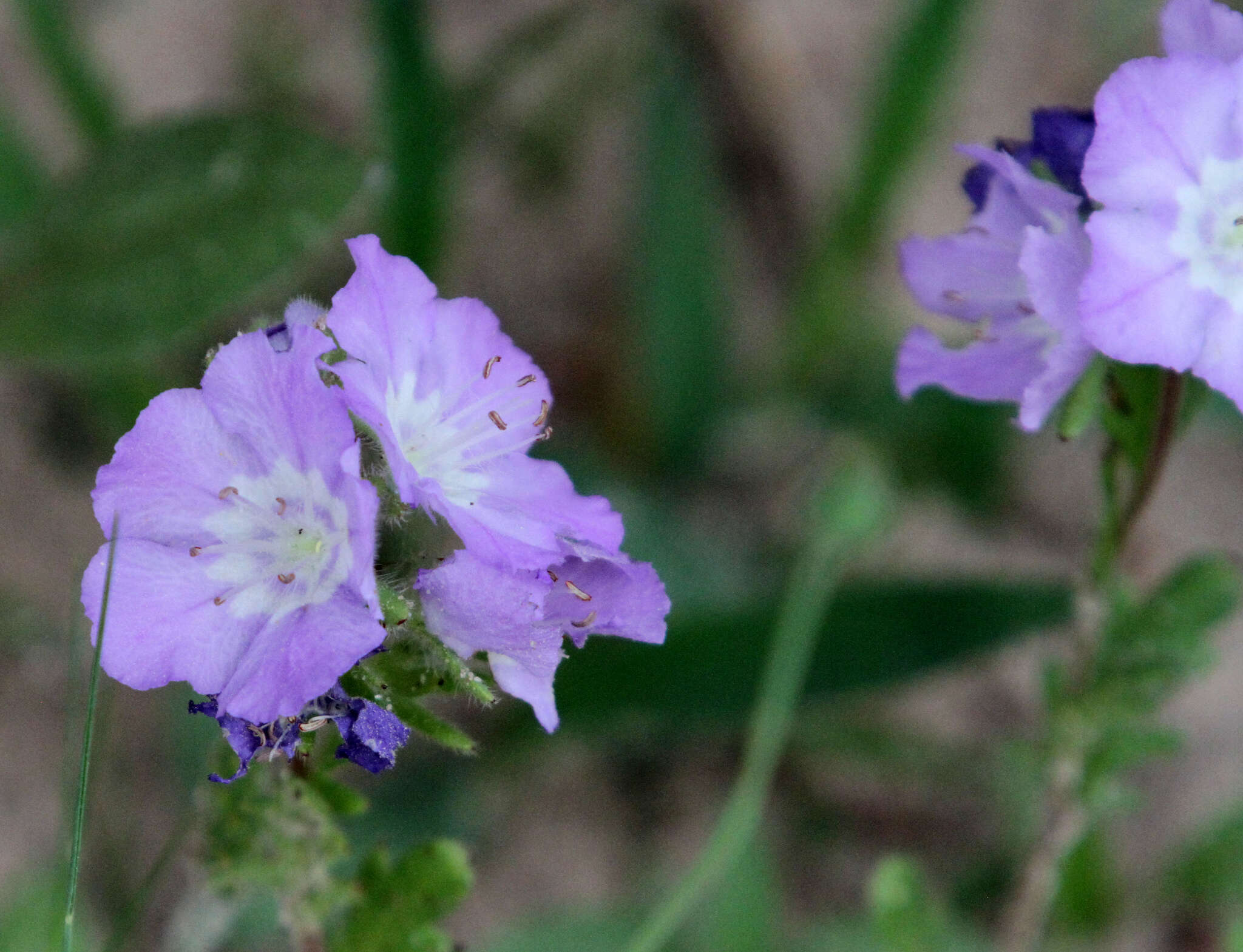 Phacelia strictiflora (Engelm. & Gray) A. Gray的圖片