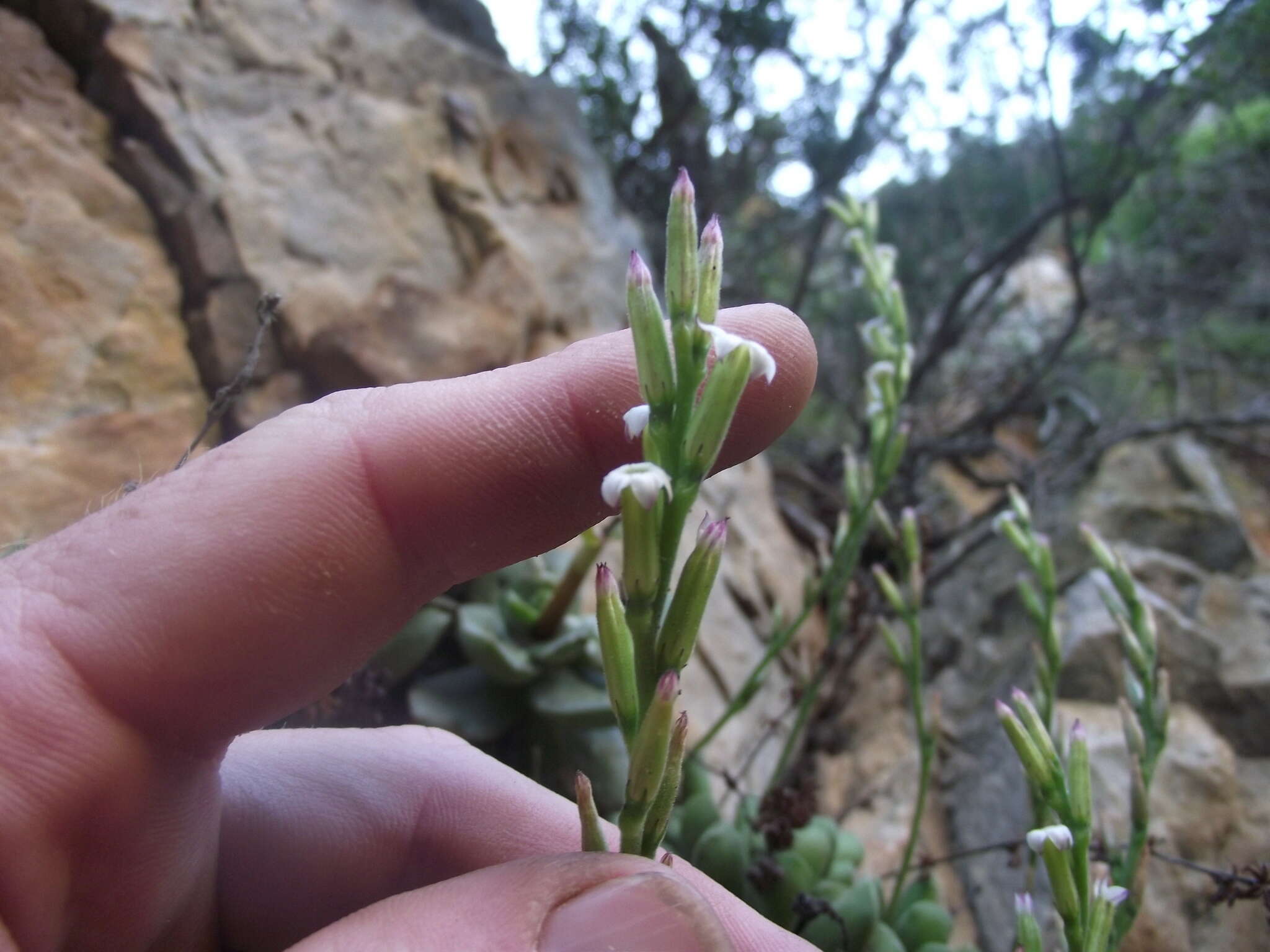 Imagem de Adromischus cristatus var. schonlandii (Phill.) Tölken