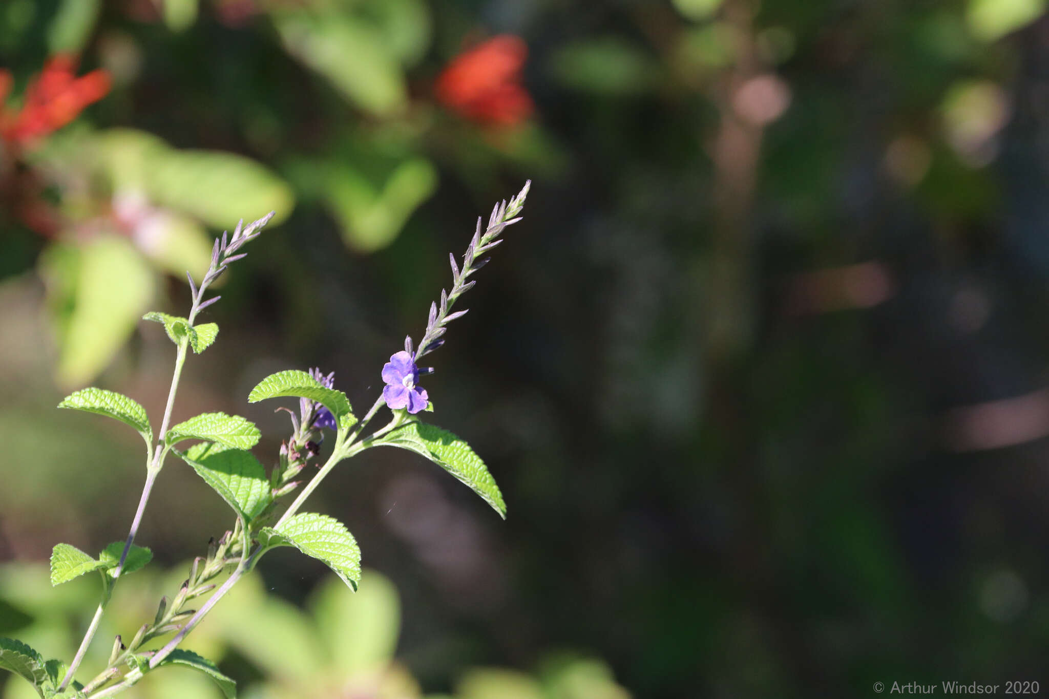 Image de Stachytarpheta cayennensis (Rich.) Vahl