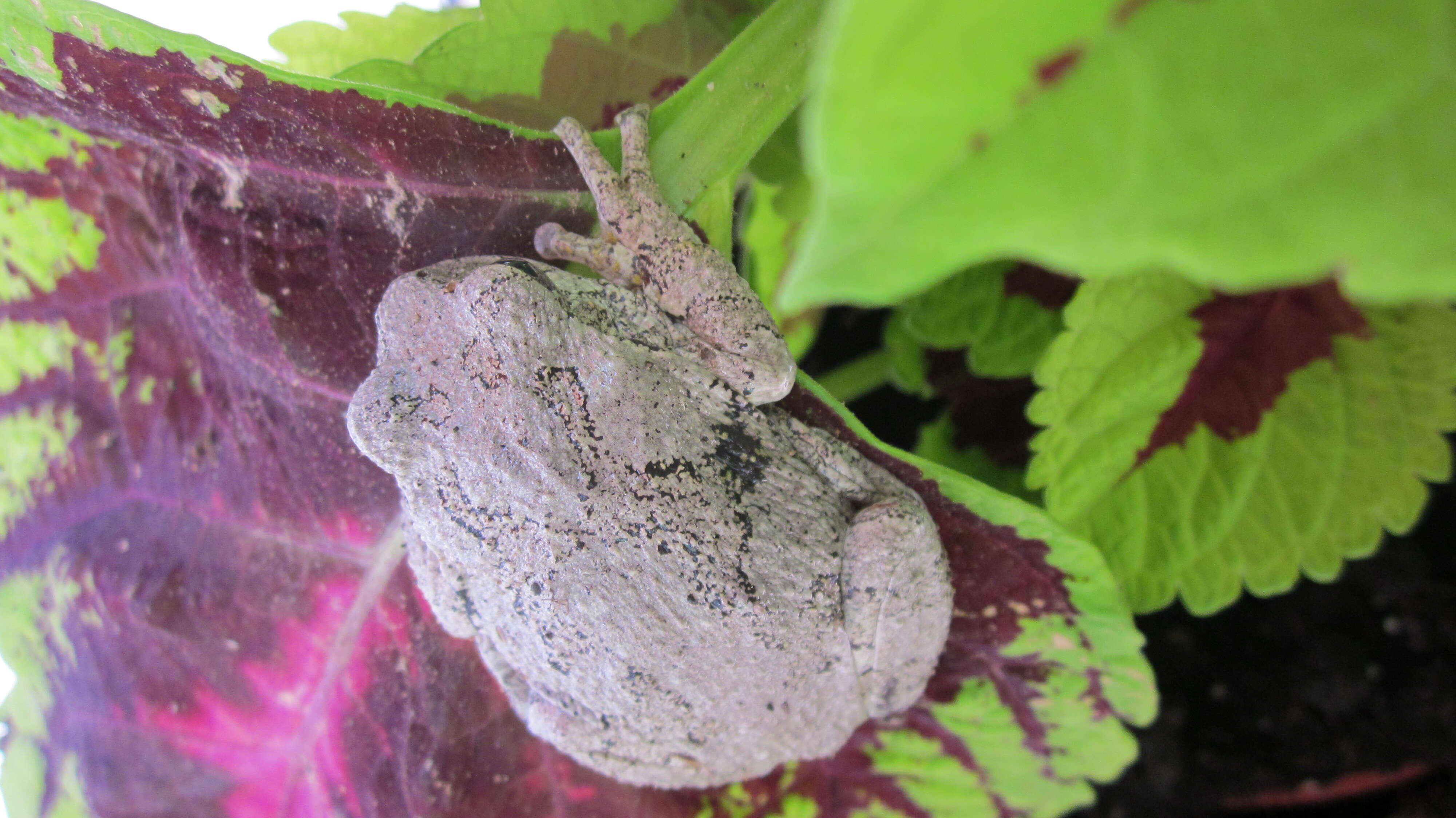 Image of Gray Treefrog