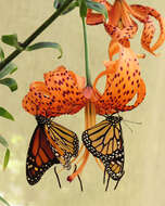 Image of Tiger lily