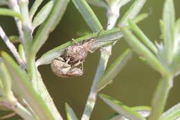 Image of Ellimenistes laesicollis Fahraeus 1871