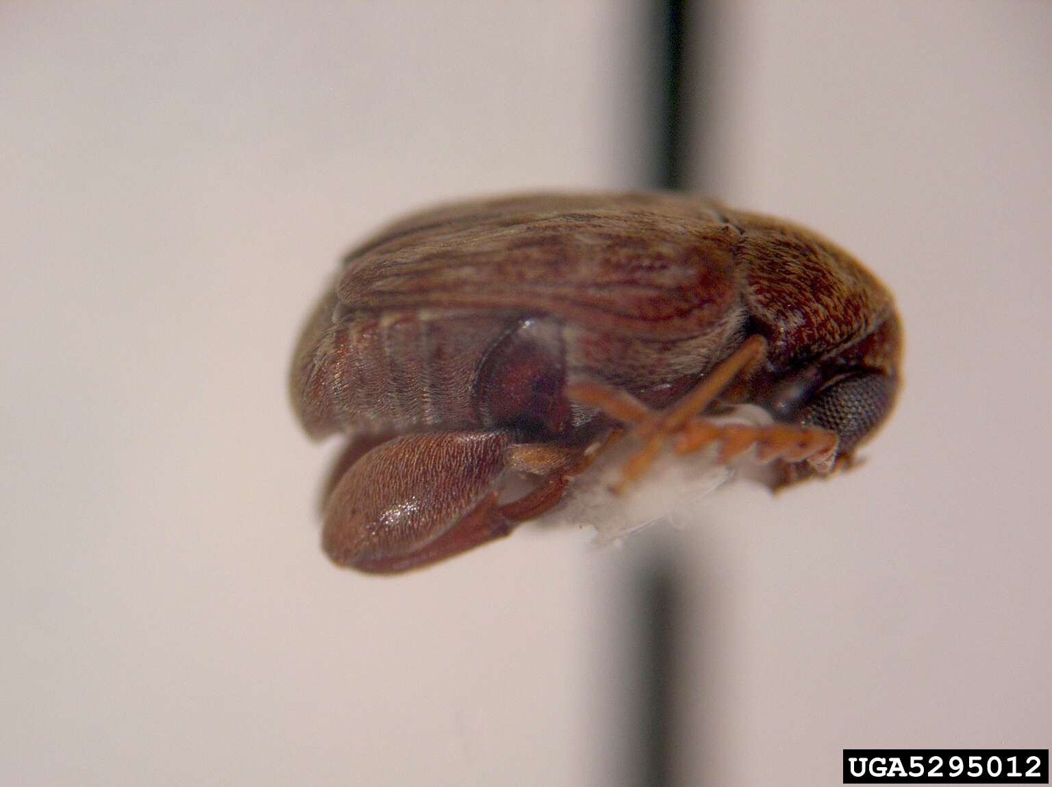 Image of Bean weevil