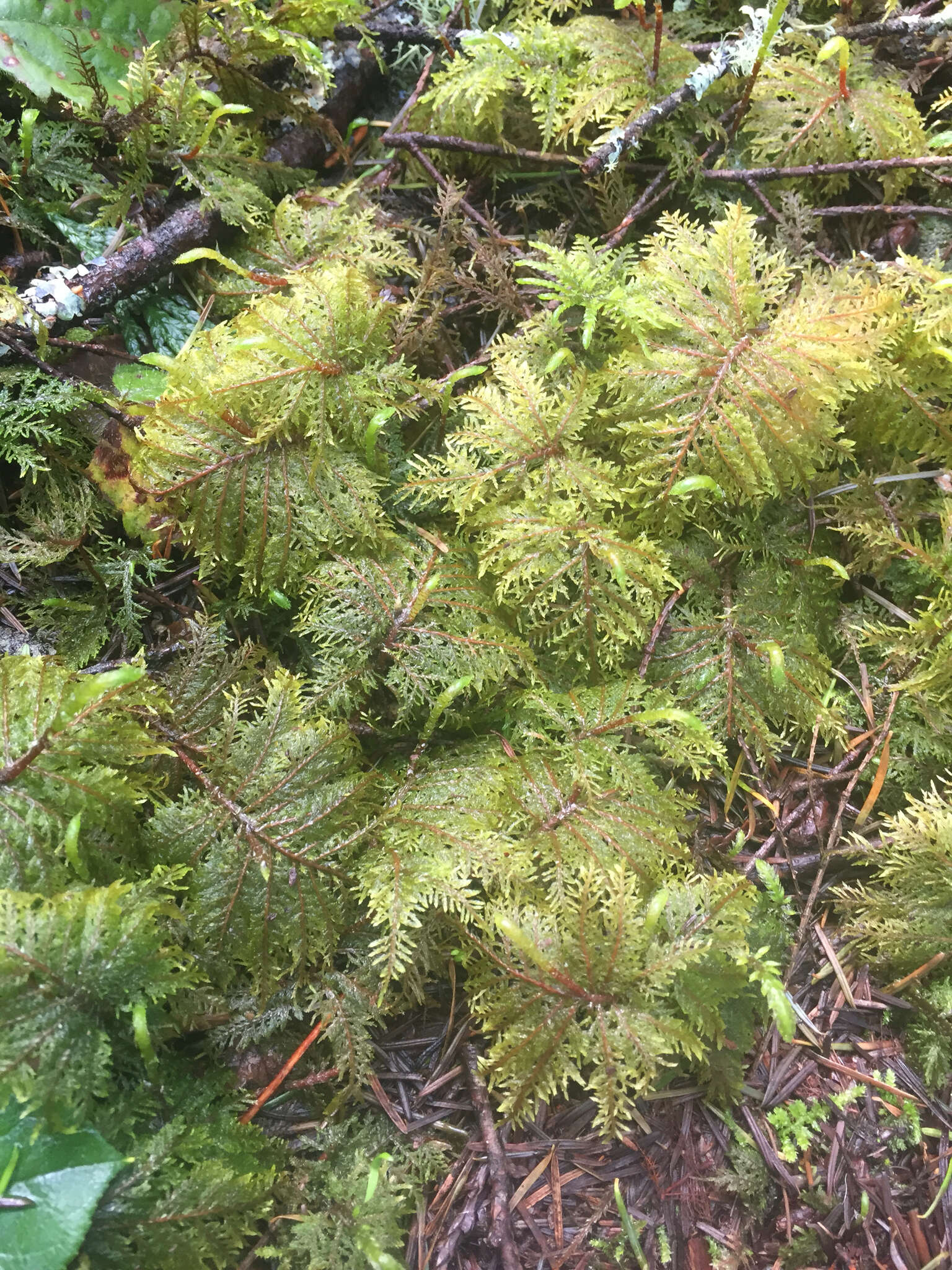 Image of hylocomium feather moss