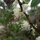 Sivun Hakea ferruginea Sweet kuva