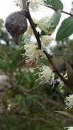 Image of Hakea ferruginea Sweet