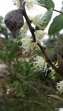 Imagem de Hakea ferruginea Sweet