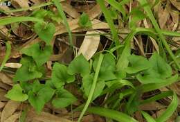 Image of Dioscorea communis (L.) Caddick & Wilkin