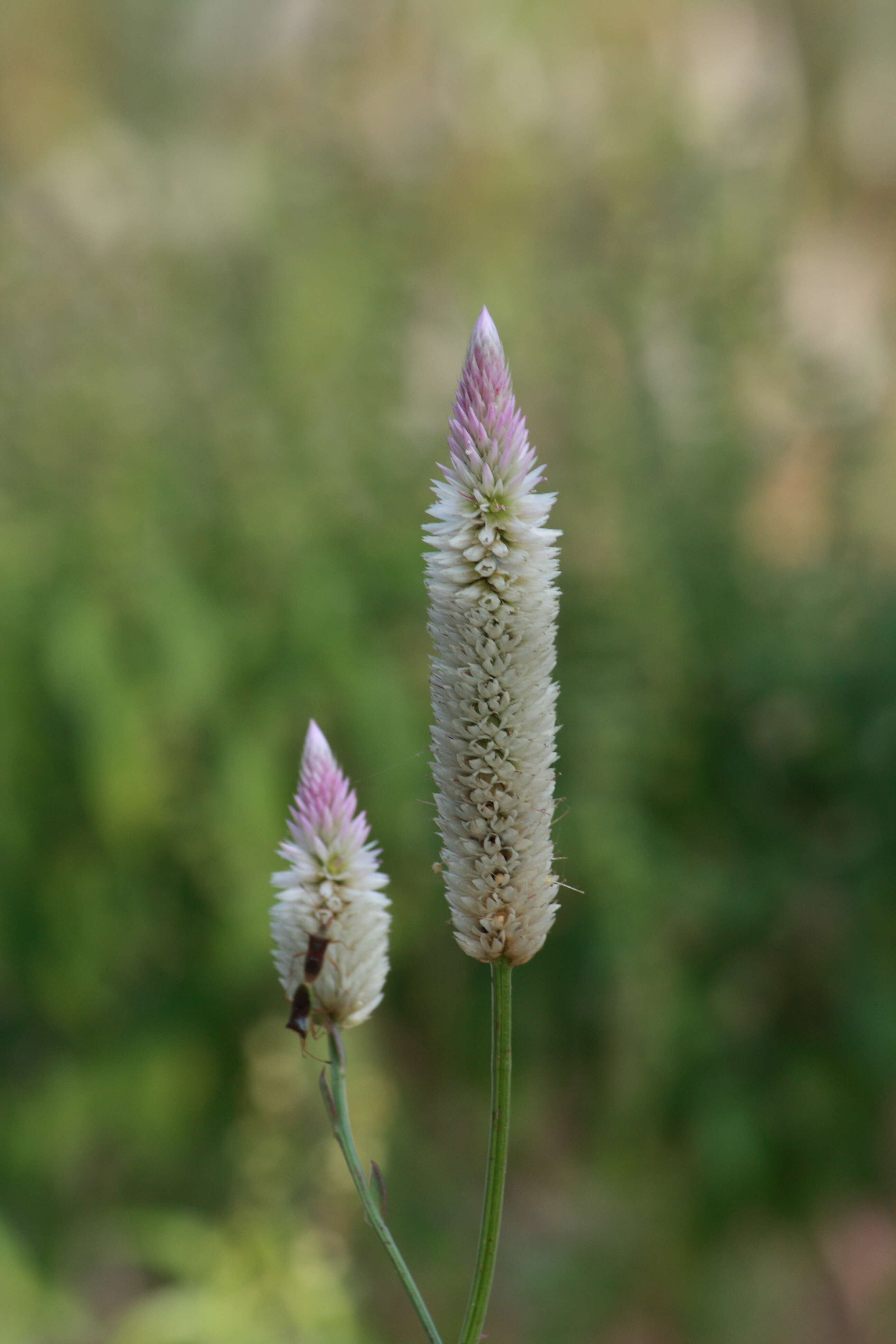 Imagem de Celosia argentea L.