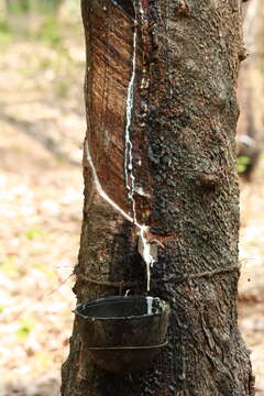 Image of Para rubber tree