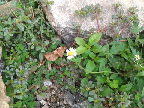 Imagem de Tridax procumbens L.