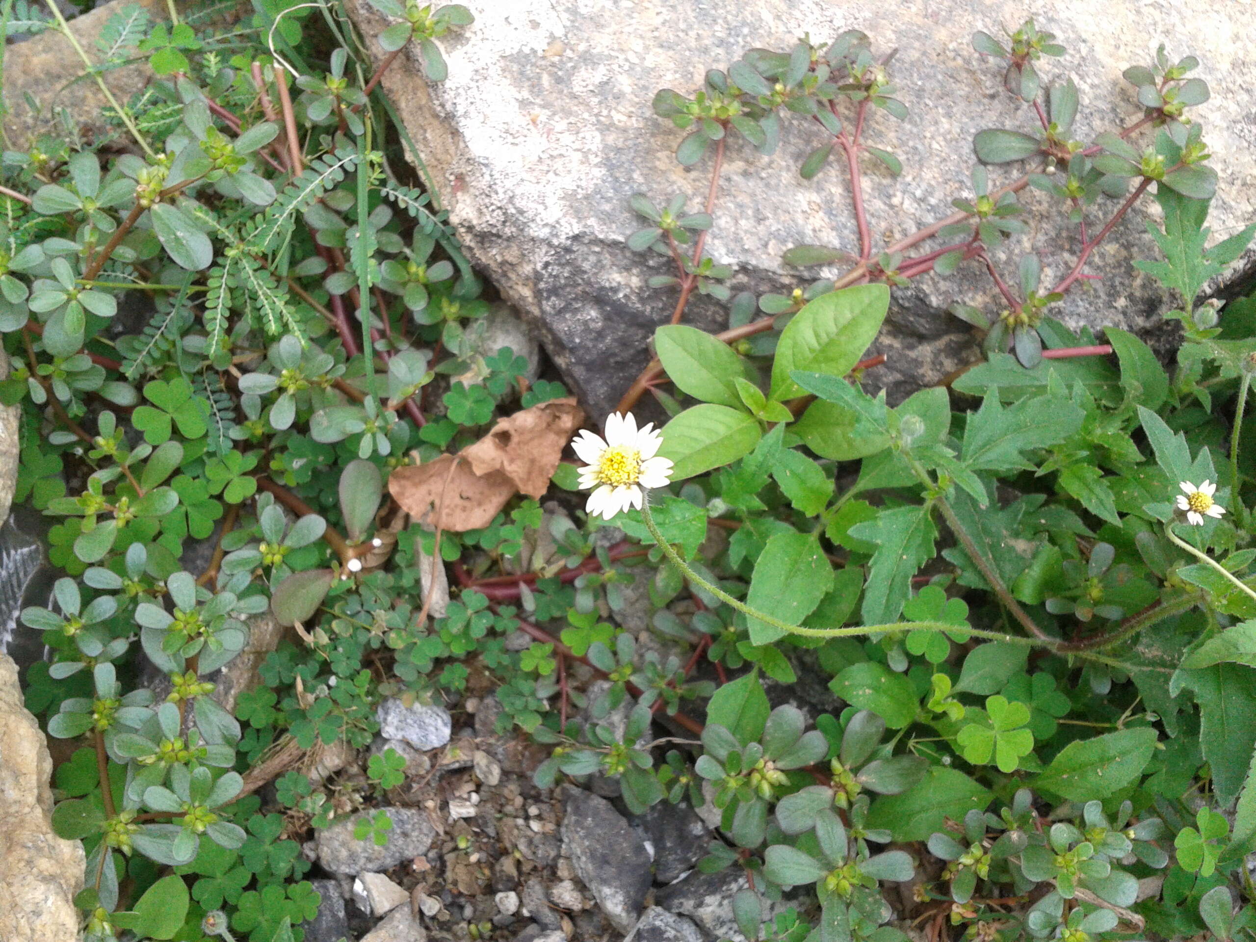 Image de Tridax procumbens L.